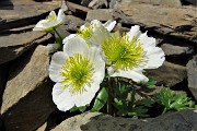 28 Erba dei camosci (Ranunculus glacialis)